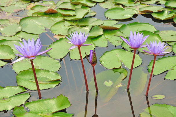 紫の蓮の花 - 写真・画像