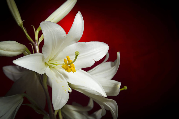 White lily flower on a red background - Фото, изображение