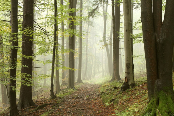 Nebelpfad im Frühherbstwald - Foto, Bild
