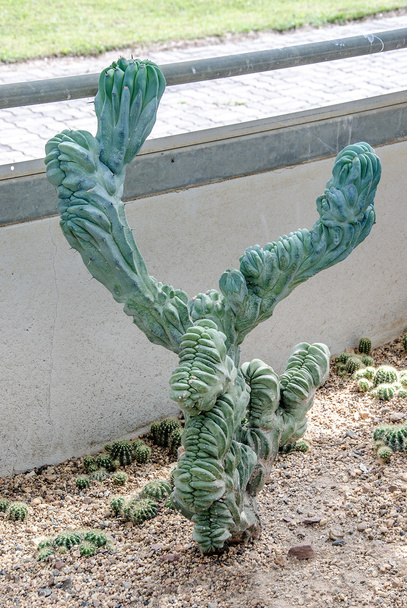 abstraktní kaktus - Fotografie, Obrázek