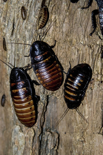 Madagaskar syczy karaluchami. "Gromphadorhina portentosa"  - Zdjęcie, obraz
