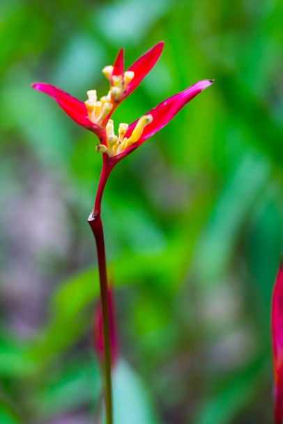 楽園の花の鳥緑の葉を持つヘリコニアの花 - 写真・画像