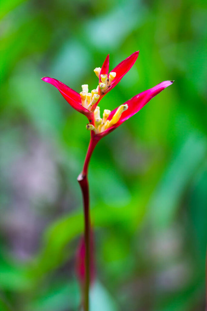 bird of paradise flower, heliconia flower with green leaf - Foto, Imagen