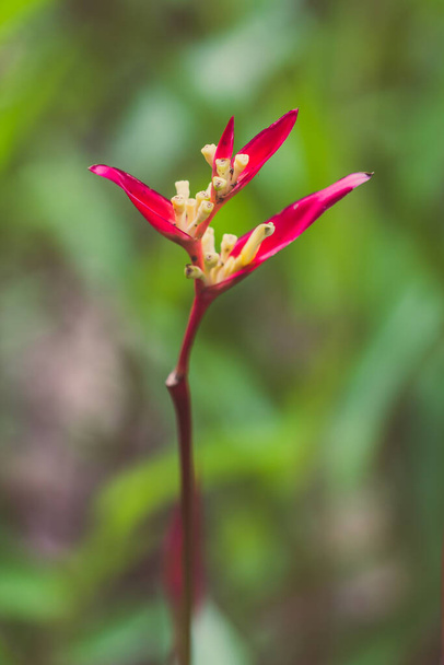 vinobraní pták ráj květ, heliconia květ se zeleným listem - Fotografie, Obrázek