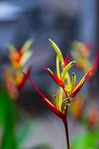 楽園の花の鳥緑の葉を持つヘリコニアの花 - 写真・画像