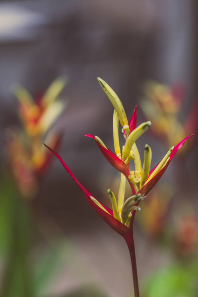 楽園の花のヴィンテージ鳥緑の葉のヘリコニアの花 - 写真・画像