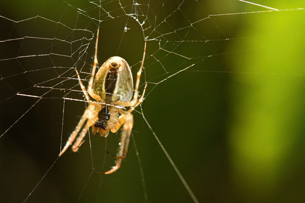 Αράχνη - Φωτογραφία, εικόνα