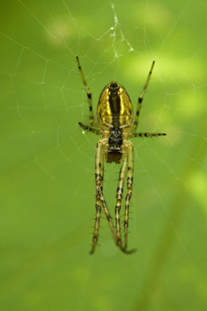 Αράχνη - Φωτογραφία, εικόνα