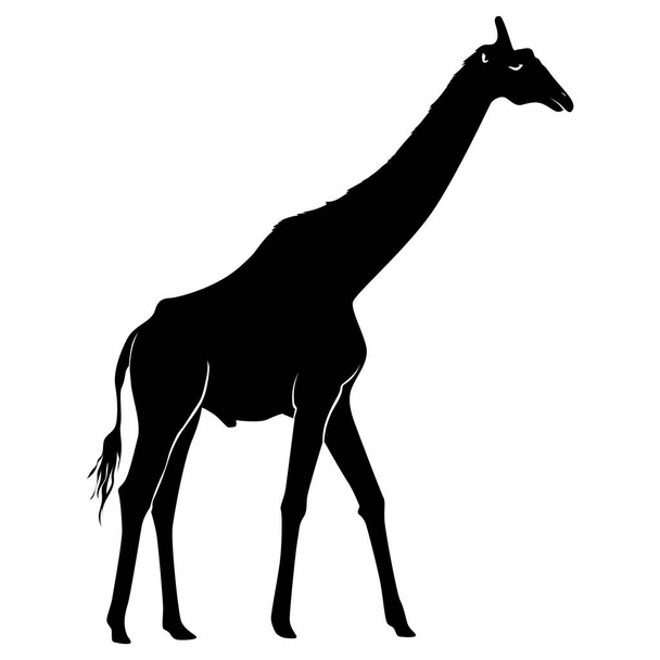 silhouette of a camel - Vector, Imagen