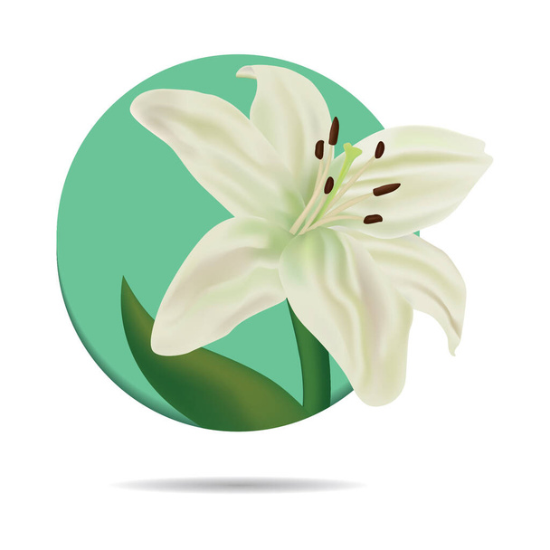 vector illustration of a Lily flower - Vetor, Imagem