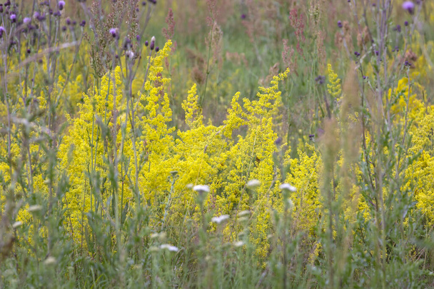 ガリウム・ヴェルム。疎な牧草地では、本当のベッドストロー、ガリウム・ヴェルムは、その黄色の花によって簡単に認識することができます。甘い花の香りで、ベッドストローは蜜を探すためにカブトムシ、ミツバチや他の昆虫を招待します。.  - 写真・画像