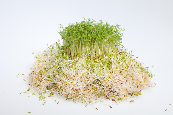verse alfalfa spruiten en tuinkers op witte achtergrond - Foto, afbeelding