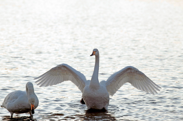 Двоє лебедів у ставку
 - Фото, зображення