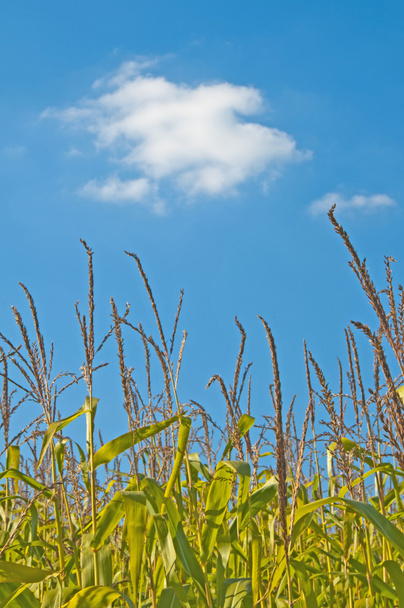 Maissi jätetty kesällä
 - Valokuva, kuva