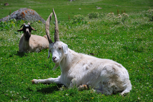 Chèvre dans la gorge d'Altyn-Arashan
 - Photo, image