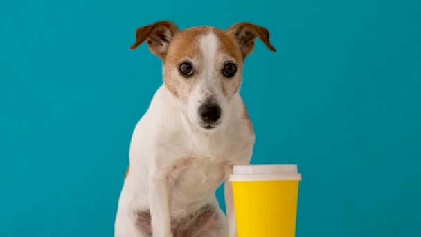 Dog yellow paper cup - Footage, Video