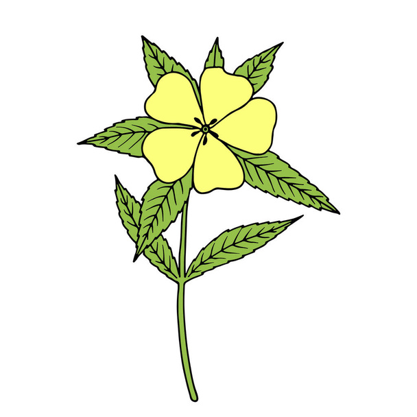 Damiana (Turnera diffusa). Ingredient of traditional Mexican liqueur. Vector hand drawn illustration.  - Vector, Image