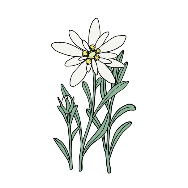 エーデルワイスの花。山の植物。手描きベクトルイラストでスケッチスタイル. - ベクター画像