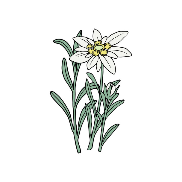エーデルワイスの花。山の植物。手描きベクトルイラストでスケッチスタイル. - ベクター画像