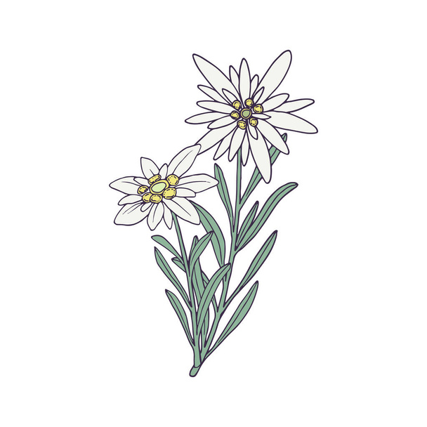 Edelweiss çiçeği. Dağ bitkisi El çizimi vektör illüstrasyonuName. - Vektör, Görsel