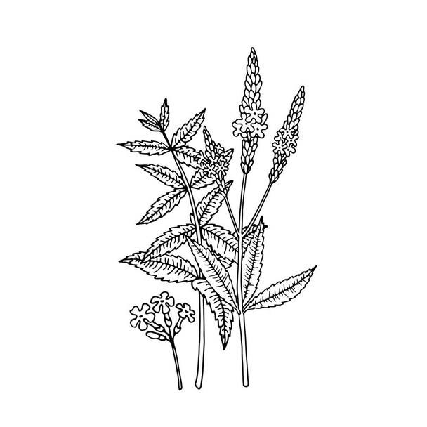 Αμερικάνικο μπλε ιεροβότανο (Verbena hastata). Διανυσματική ζωγραφισμένη στο χέρι απεικόνιση σε στυλ σκίτσο.  - Διάνυσμα, εικόνα