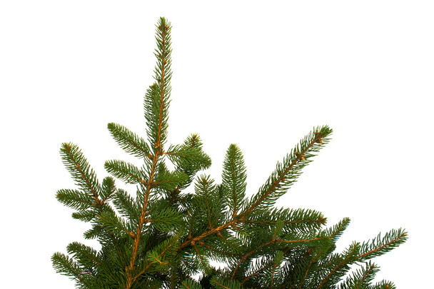 Fir Branches Isolated - Photo, Image