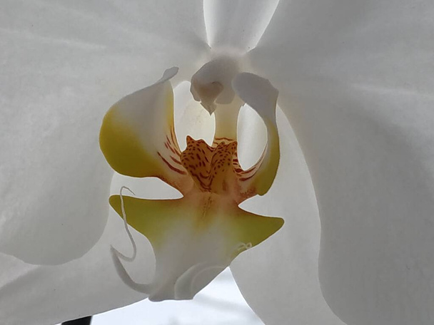 Zozuliantsev tai Orchidaceae (Orchidaceae) - nurmikasvien monivuotisten maanpäällisten tai epifyyttisten (tropiikissa) monocotyledonien kotimaa - Valokuva, kuva