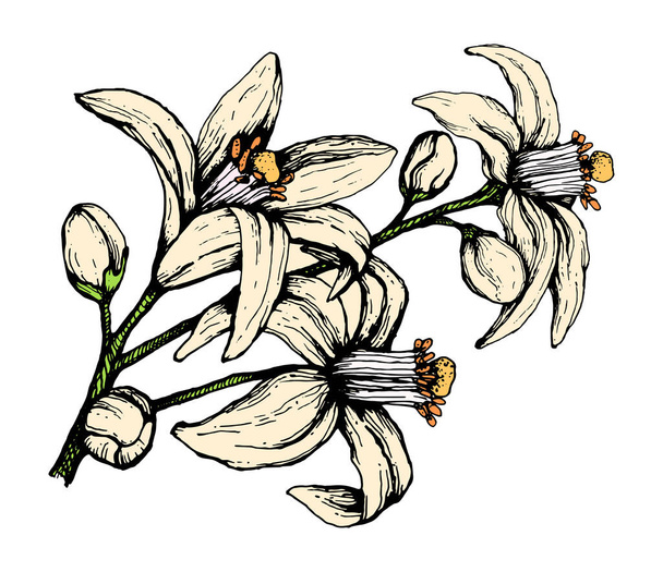 Illustration vectorielle d'une fleur orange dessinée à la main en couleur. Trois grandes fleurs d'oranger pour l'emballage, l'aromathérapie, la bougie ou l'huile d'arôme - Vecteur, image