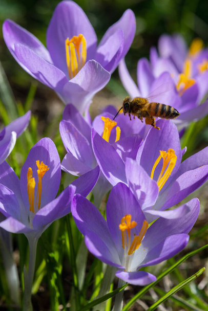 Ape ricoperte di polline giallo che sorvola i fiori di croco viola alla fine dell'inverno - Foto, immagini