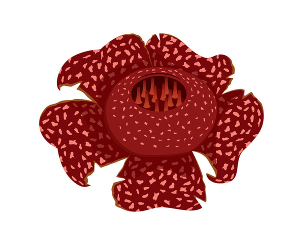 Detailed Rafflesia Arnoldii the Native Flora to Indonesia lllustration Vector - Вектор, зображення