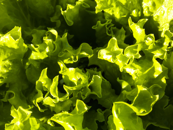 Green Crystal Lettuce Background Close-up - Photo, Image