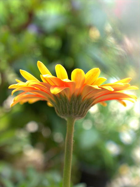 Primer plano pétalos amarillos de gerberas (margarita Transvaal) plantas de flores en el jardín con enfoque suave y fondo borroso brillante, macro imagen de color dulce, flor borrosa - Foto, imagen