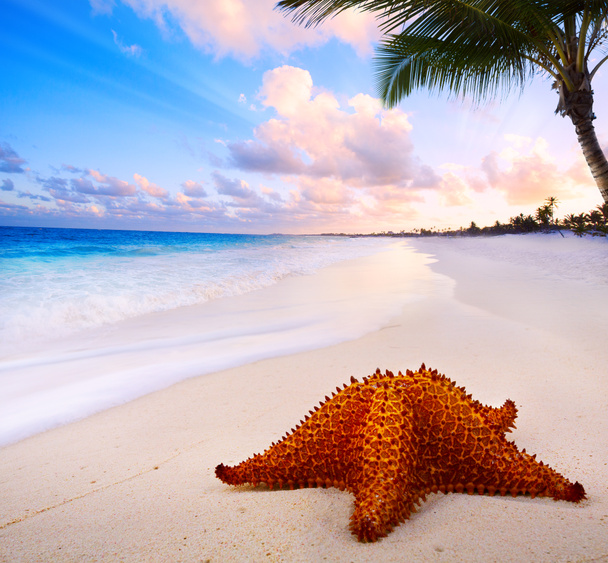 Art beautiful landscape with Sea star on the beach - Photo, Image