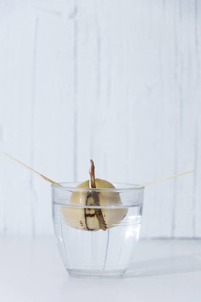 sprouted avocado bone in glass of water with white background and green leaves - Fotó, kép