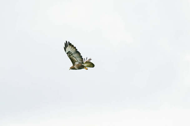 Bir akbaba kuşu, dua kuşu, buteo buteo, beyaz gökyüzüne karşı uçuyor. - Fotoğraf, Görsel