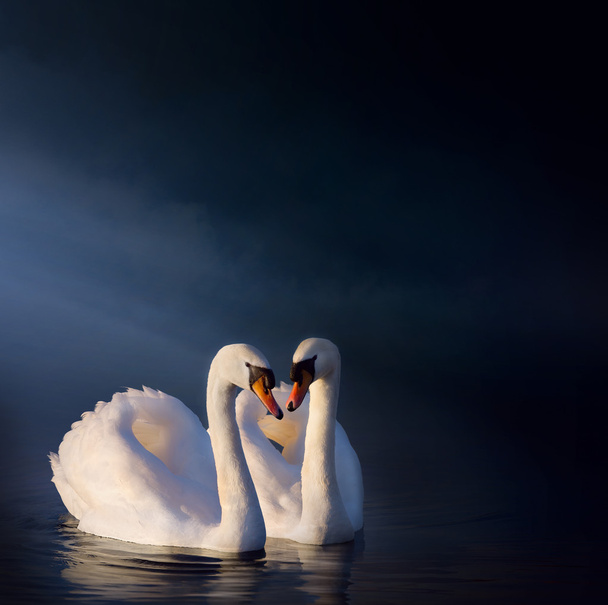 art Romantic swan couple - Photo, Image