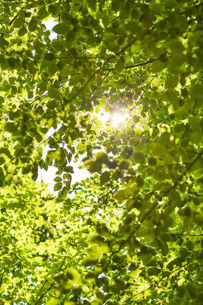 Sunlight shining through the crowns of the tree - 写真・画像