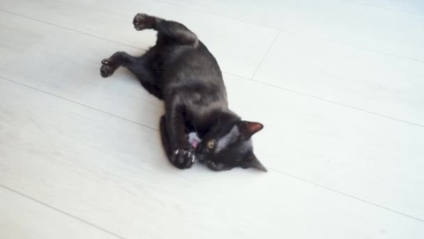Black kitten playing with a toy mouse - Footage, Video