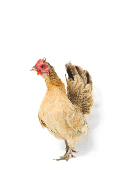 Gallina Bantam pollo o Ayam kate è qualsiasi piccola varietà di uccelli, in particolare polli - Foto, immagini