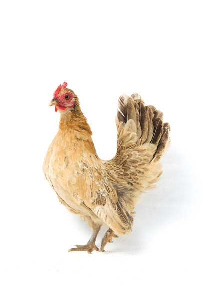 Hen Bantam chicken or Ayam kate is any small variety of fowl, especially chickens - Фото, изображение