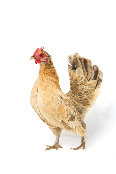 Henne Bantam Huhn oder Ayam kate ist jede kleine Sorte von Geflügel, insbesondere Hühner - Foto, Bild