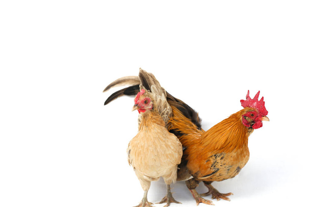 Пара цыплят бантам или аям-кате - это любая маленькая разновидность птиц, особенно кур. - Фото, изображение