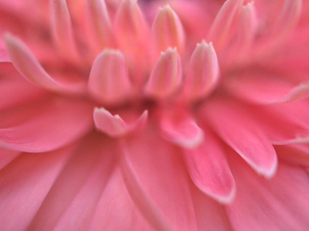 Pétalos rosados de cerca de la flor común de la margarita (transvaal) con el fondo borroso brillante, imagen macro y foco suave, color dulce para el diseño de la tarjeta - Foto, imagen