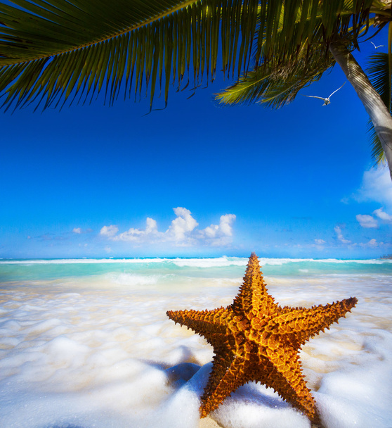 Art Sea star on the beach - Photo, Image
