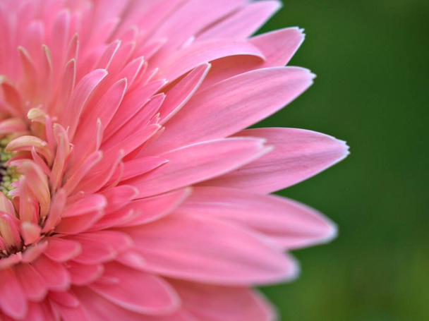 Pétalos rosados de cerca de la flor común de la margarita (transvaal) con el fondo borroso brillante, imagen macro y foco suave, color dulce para el diseño de la tarjeta - Foto, imagen