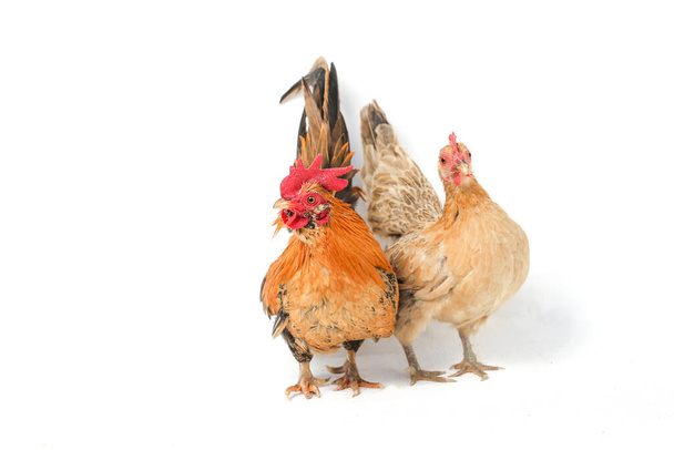 Bir çift Bantam tavuğu ya da Ayam Kate herhangi bir küçük kuş çeşididir, özellikle de tavuklar. - Fotoğraf, Görsel