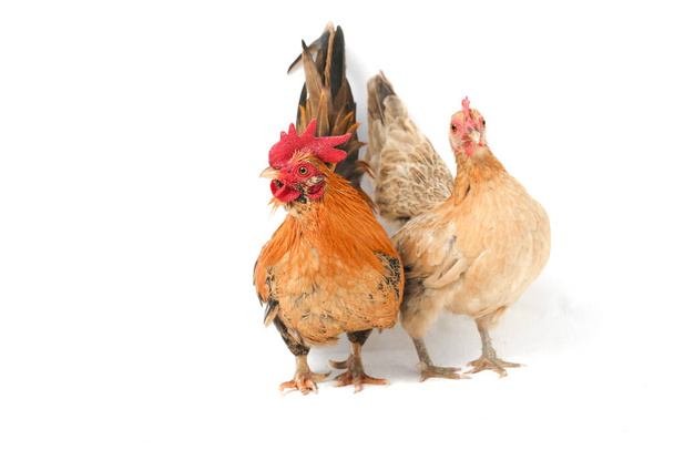 Пара цыплят бантам или аям-кате - это любая маленькая разновидность птиц, особенно кур. - Фото, изображение