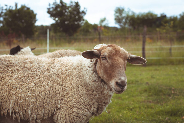 gyapjú és hús céljából termesztett gazdaságban tartott juhok - Fotó, kép