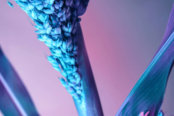 Abstract plant Sorghum Sudanese colorful light. Beautiful plant minimal in neon light. Minimalism retro style concept. Background pattern for design.  - Φωτογραφία, εικόνα