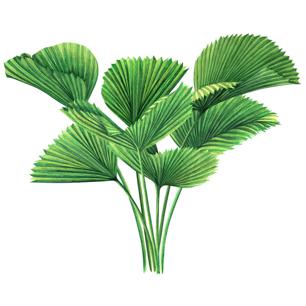 Akvarel malba strom kokos, palmový list, zelené listy izolované na bílém pozadí.Akvarel ručně kreslené ilustrace tropické exotické list pro tapety vintage Hawaii aloha letní styl vzor. - Fotografie, Obrázek